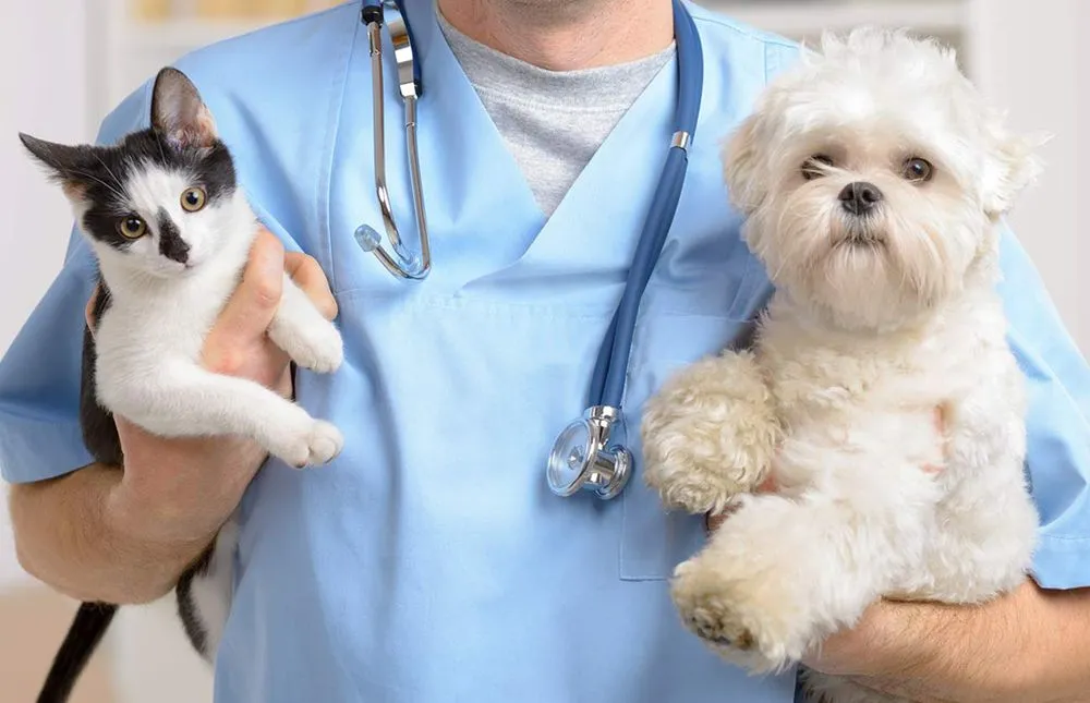 Dog at vet